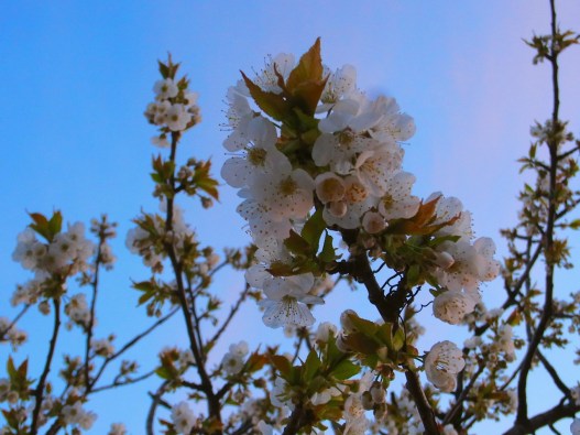 朝焼けに染まる花