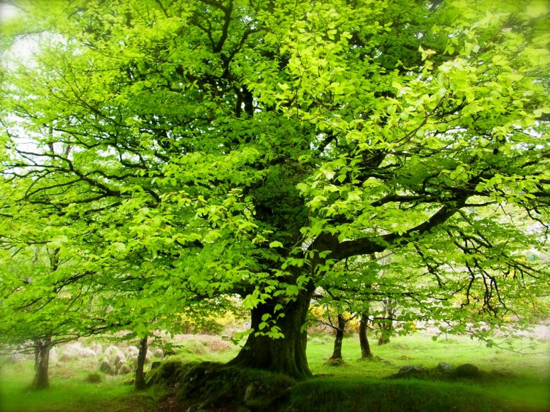 まだ肌寒いけど新緑が目にしみる季節になってきました。Il fait encore très frais le matin quand on commence à marcher... mais la verdure est tellement belle.