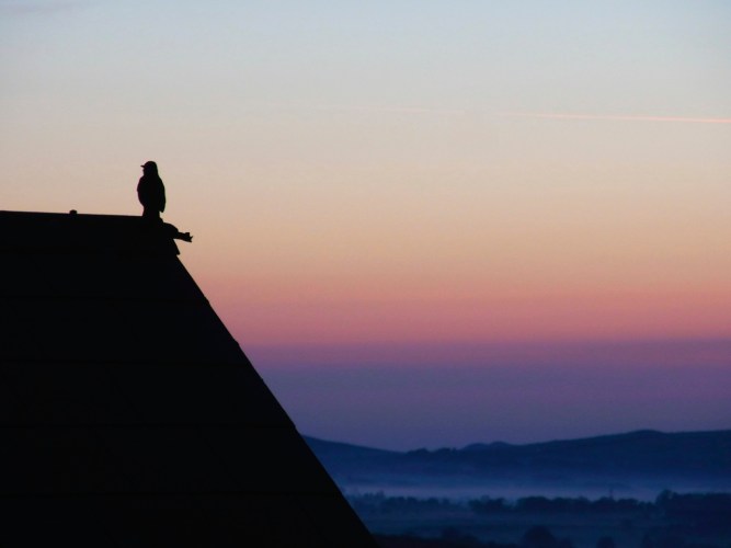 0515am0400Blackbird クロウタドリも歌ってました。