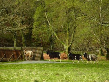 Les chèvres sont repartis en traversant le pont! とっとこ、とっとこ、橋を渡って山のほうへ帰って行きました。