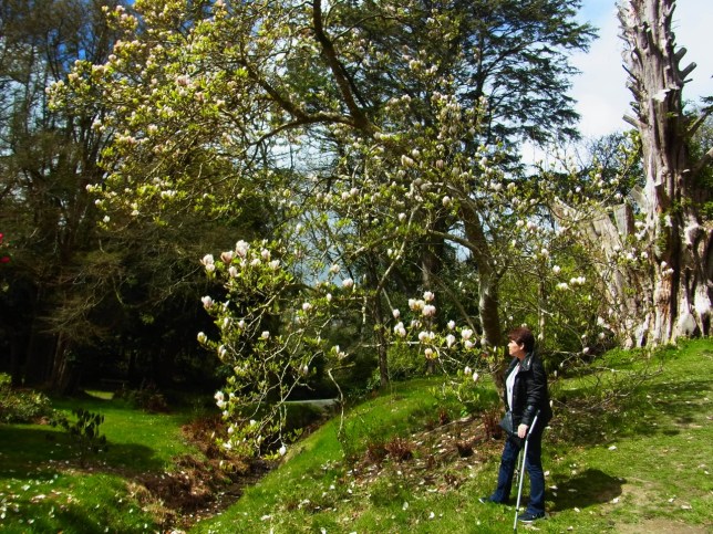 こんな大きな木蓮の木です
