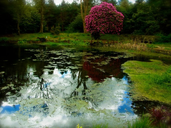 池に映る石楠花