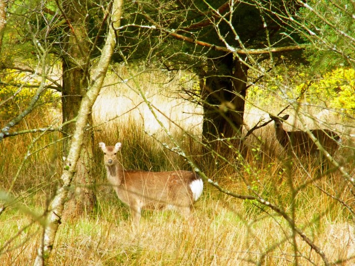 「ボードウオーク」を歩き始めてすぐ、薮のところにいっぱい鹿が！！こんなにいっぱい集まってるところは初めて見ました。朝早かったからかな？　静かに、静かに。