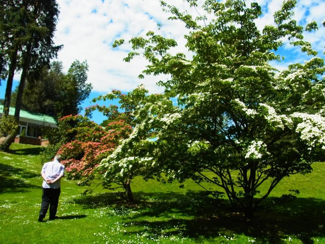 これはハナミズキかな？