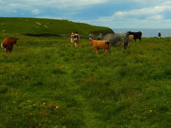 on traverse les vaches!! 牛もーもーの真ん中を横切っていきます。ちょっと、恐る恐る。