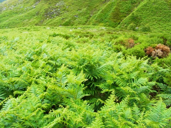 ぎゃー！！足元見えない！！ジュラシックパークみたいなでっかいシダがわしわし生えております。悪戦苦闘の末「川を渡るのは無理っぽい、もういちど斜面を上がって、元の道を下ろう」という話になりました。ひえええええ〜！！！　また上がって、それで、下るのーーー？？？
