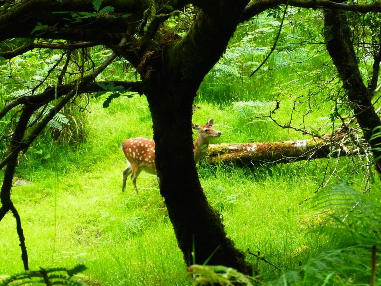 あ、鹿がいた！Tiens!! 