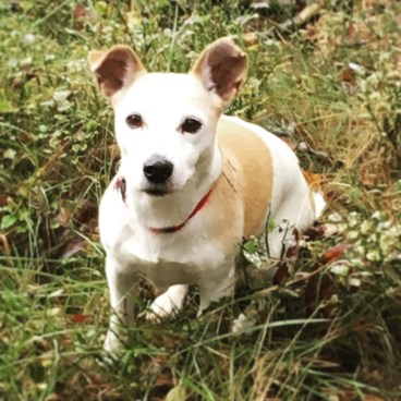 途中で会った友だちのわんわん。