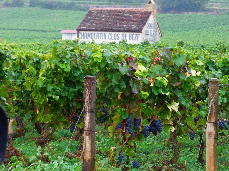 外は雨が降っていました。そろそろ穫りいれの時期だけど・・・　On a vu des vendangeurs, mais il pleuvait assez fort...