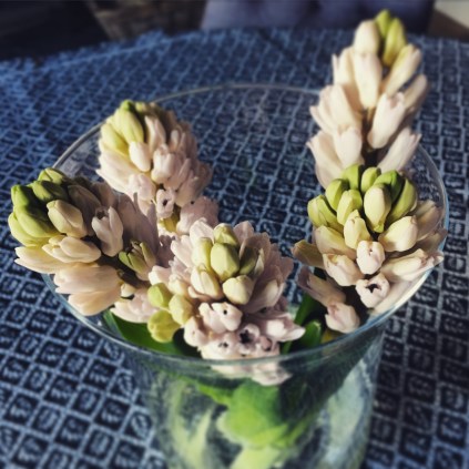 ヒアシンス　桃色がすてき