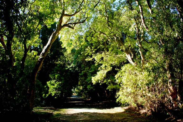 この通り道が花でいっぱいになる。