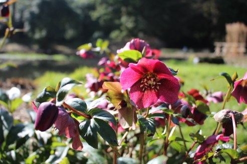 池のほとりにいっぱい植わっているクリスマスローズ　白いのが好きだけど赤いのも素敵。