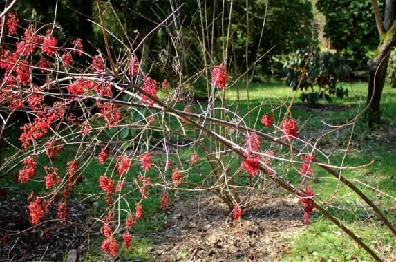 Une drôle de plante avec des fruits. ふしぎな植物　あちらこちらへ枝を伸ばしている。