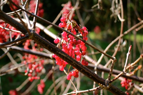 近くから見たところ。
