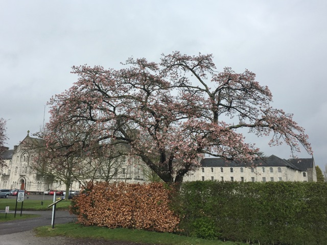 修道院の前のパーキングのところに立派な桜の木が花を咲かせていました。Un très grand cerisier dans le parking de Dalgan Park.
