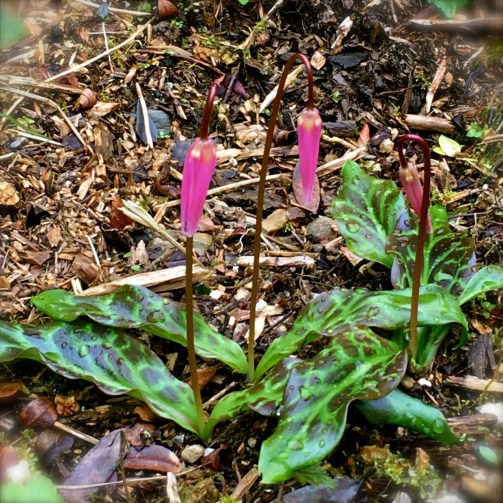 木蓮の近くの散歩道沿いには、いろんな小さな花が植わっていて、かわいいです。