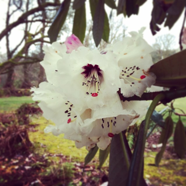 花を近くから。