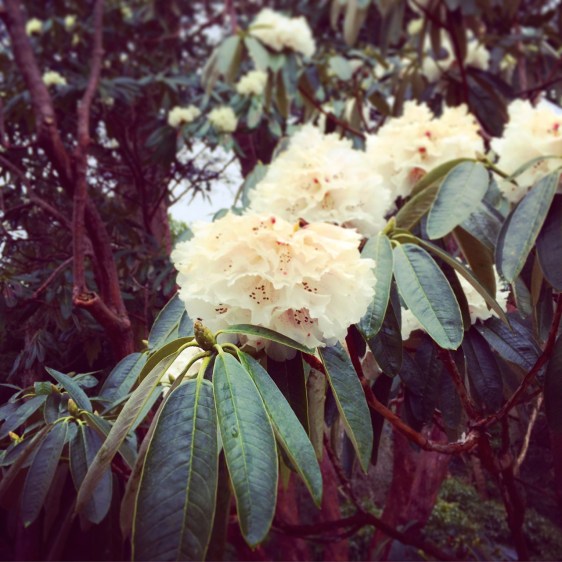 Fleurs vues de près 近くから花を見ると、ふわふわ。