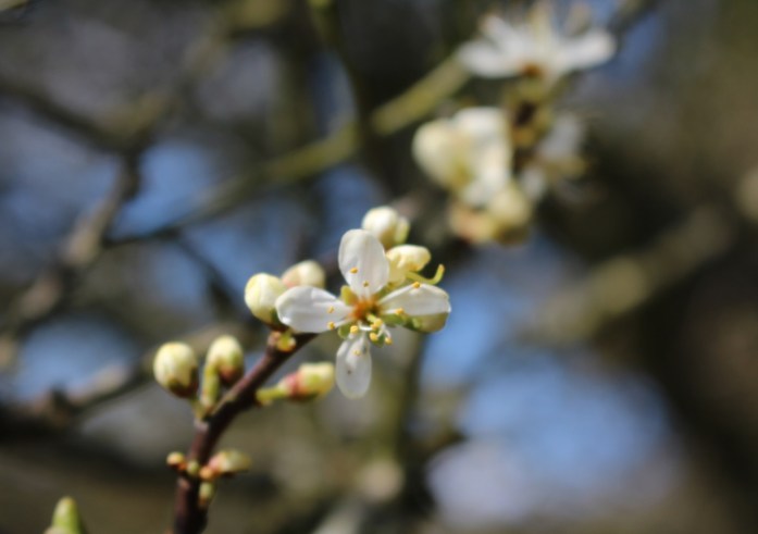 庭の「フェアリーリング」のところに花が咲き始め。４月１６日