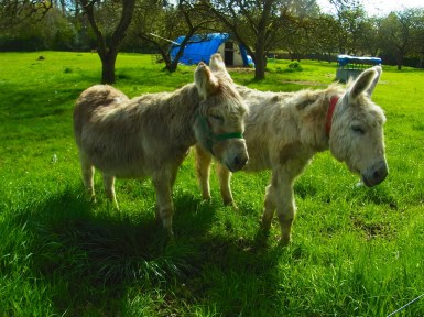 去年の４月　果樹園のところにいたロバさんたち。