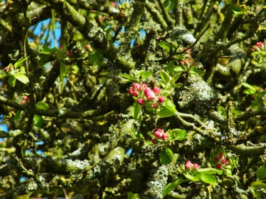 去年の４月の終わり　リンゴの花の蕾がふくらんでいました。Les pommiers du verger, en avril 2015.