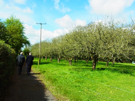 En avril 2015, on s'était promenés dans leur verger. 去年の４月に伺ったときはブレンダン神父さんといっしょに果樹園をひとまわり散歩したのですが。