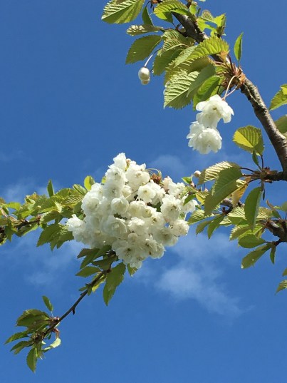 でも家のまわりが草ぼうぼうでした。。。