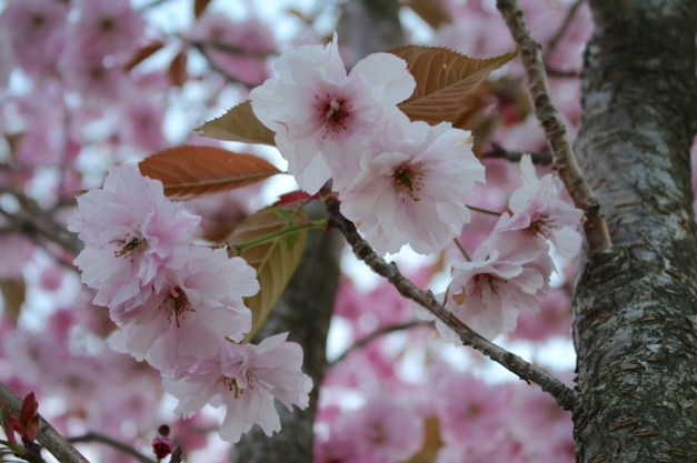 ５月末　また曇り空が増えましたが、花は長持ち。