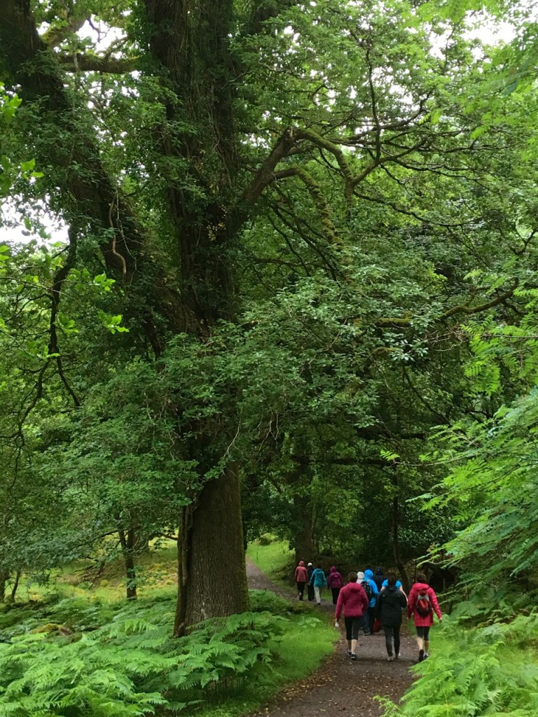 ずんずん歩く。途中から林の中。