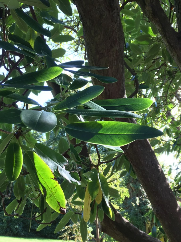 石楠花の大木は木肌が力強い