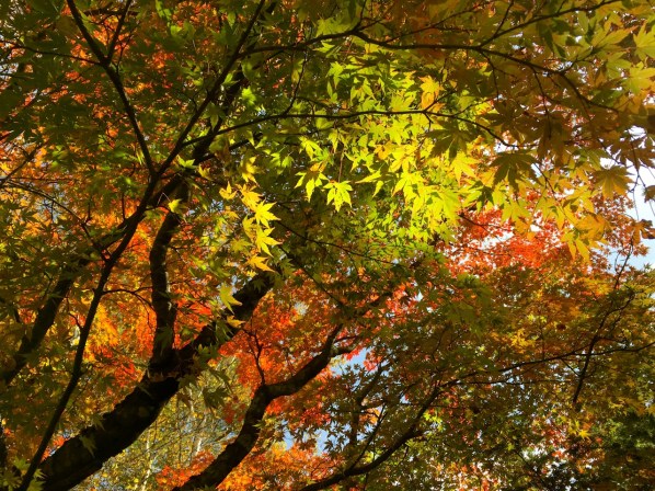 原村の別荘の木々が何年も来ないうちに大きくなっていました。