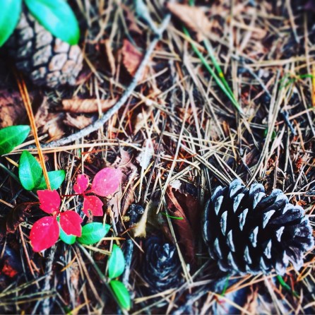 この松の葉のふかふかが好きなんだ