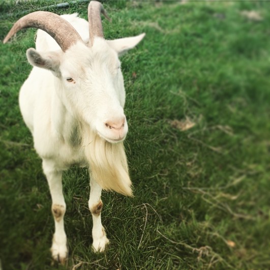 懐かしい農業大学校へ行って　野菜をいっぱい買いこんで、収穫祭をやっていたのをぐるっとひとまわり。子供たちの大好きだった動物たちのコーナー。りょうちゃんが馬に腕を噛まれたことや　正堯が牛におでこをなめられたのも、ずいぶん昔になってしまった。今はもうみんな大人だもんね。
