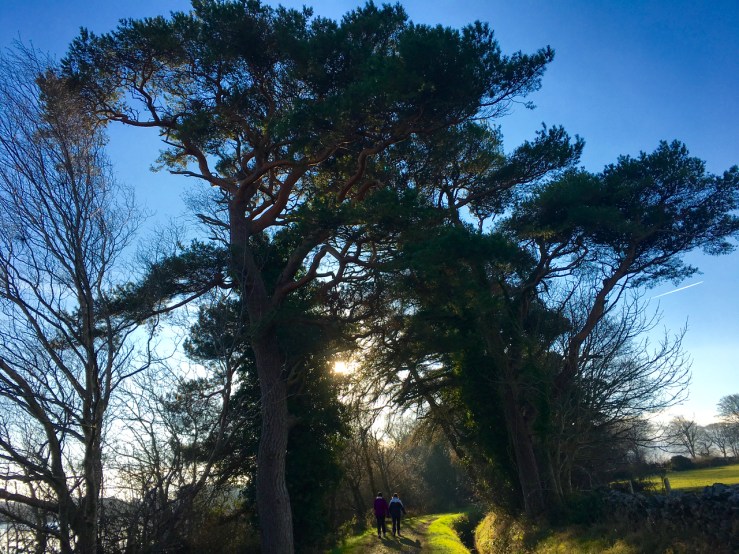 am1009　立派な松の木