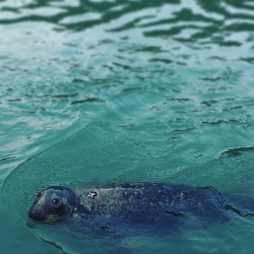 Après le traitement, on est allés déjeuner chez Alan à Wicklow... et bien sûr qu'on a vu notre ami Semus the Seal! 治療が終わって心が軽くなったらお腹がぺこぺこ。お魚屋さんのレストランで遅いランチ。アザラシくんが歓迎してくれました。